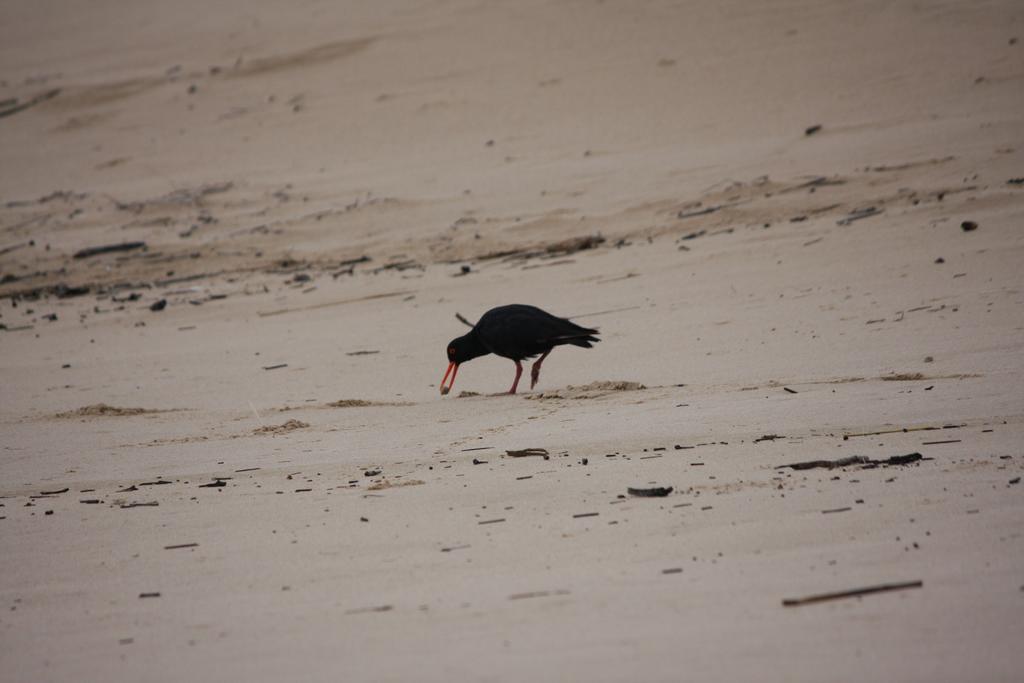 Sandpiper Cottages Boggomsbaai Kamer foto